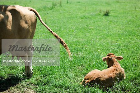 Calf lying on grass, mother with swollen udder standing nearby
