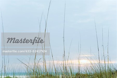 Beach sunset, tall dune grass in foreground