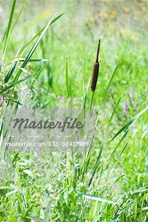 Field of tall grass and wildflowers