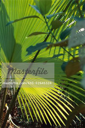 Fan palm leaf