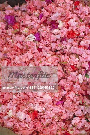 Rose petals, full frame