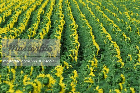 Sunflowers growing in field, full frame Sunflowers growing in field, full frame