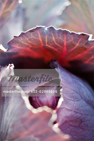 Red cabbage, extreme close-up