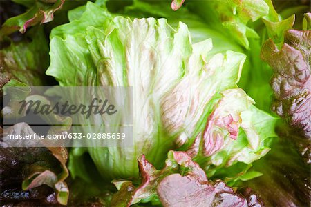 Batavia lettuce, close-up