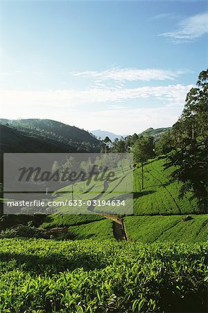 Hillside Stock Photos, Royalty Free Hillside Images