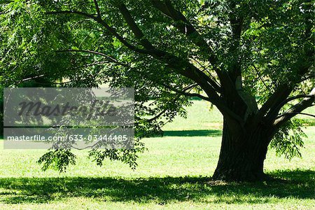 Shade tree