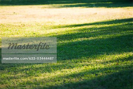 Rolling grassy lawn