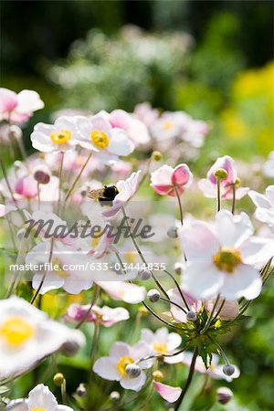 Japanese anemone flowers (Anemone hupehensis)