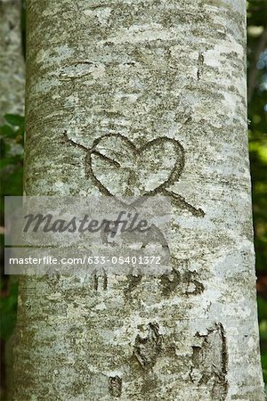 Love heart carved on tree