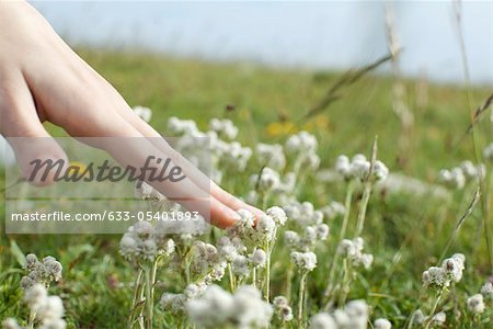 Hand touching white flowers in meadow, cropped