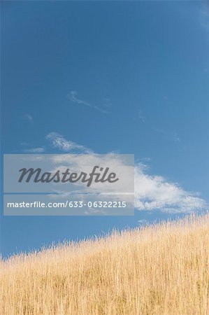 Wispy cloud over wheatfield