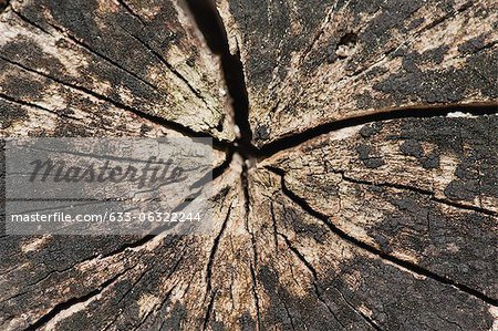 Cracked stump, close-up