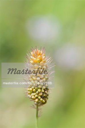 Close-up of bristlegrass