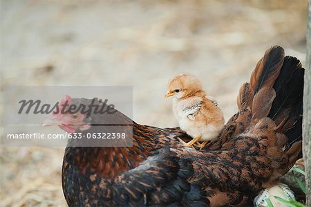 Chick sitting on hen's back