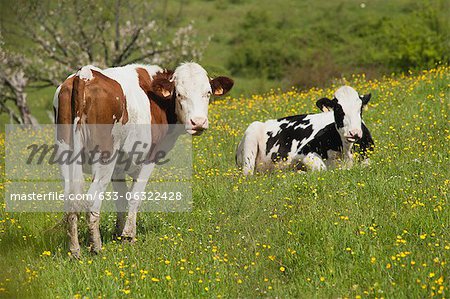 Cows in pasture