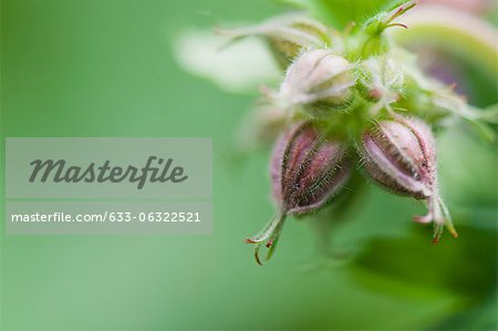 Flower buds, close-up