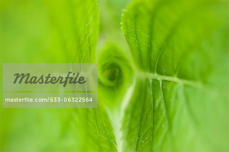 Hydrangea leaves, close-up