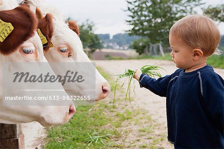 Toddler boy feeding grass to cows, side view