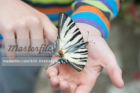 Child holding zebra swallowtail butterfly in palm, cropped