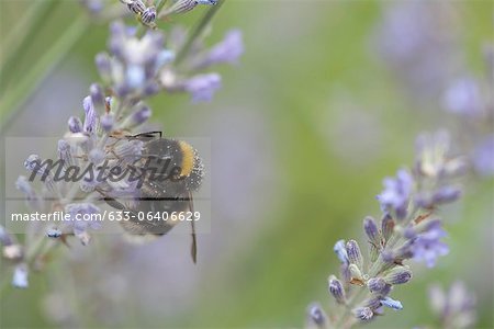 Bumblebee perching on lavender flowers