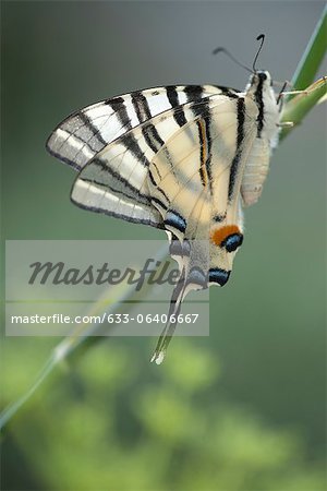 Zebra swallowtail butterfly