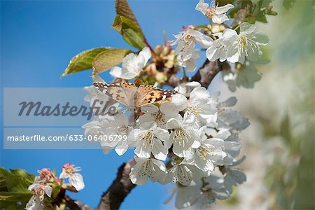 Butterfly on cherry blossom