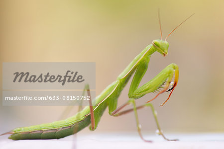 Praying mantis, close-up