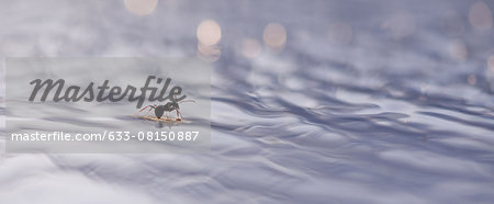 Ant floating on surface of water