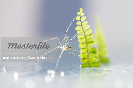 Translucent spider covered in dew drops