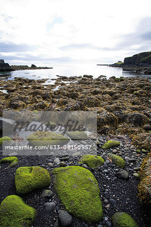 Moss growing on rocky beach, Hellnar, Iceland