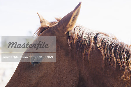 Horse, close-up