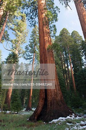 Giant redwood trees, Sequoia and Kings Canyon National Parks, California, USA
