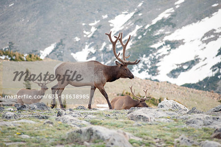 Elk bulls, Rocky Mountain National Park, Colorado, USA