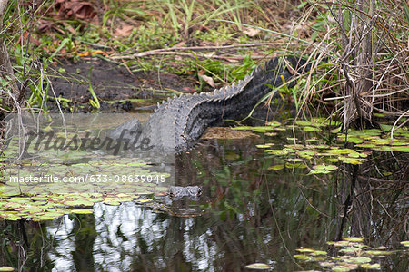 Alligator hiding under water in Everglades National Park, Florida, USA