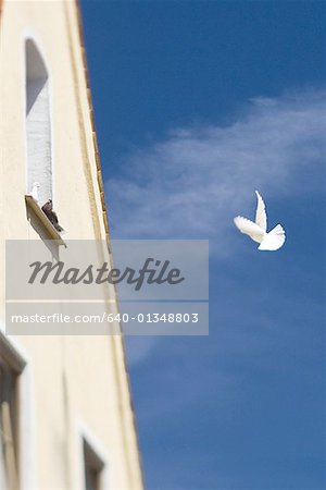 Low angle view of a building, with a bird in the sky