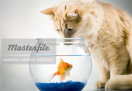 Close-up of a cat looking at a goldfish in a fishbowl