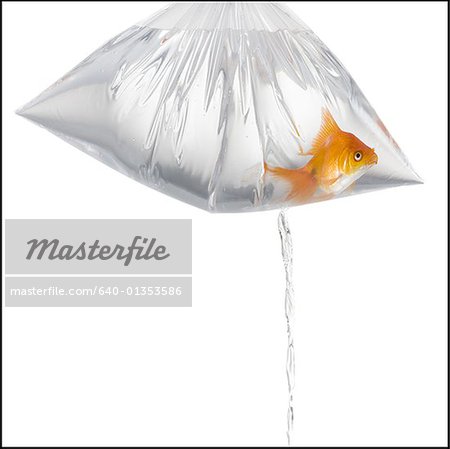 Close-up of a goldfish in a plastic bag filled with water, leaking - Stock  Photo - Masterfile - Premium Royalty-Free, Code: 640-01353586