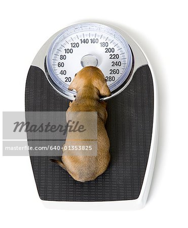 High angle view of a dachshund puppy sitting on a scale