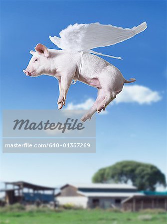 Pig with wings flying with blue sky and grass