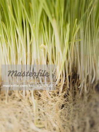 Close-up of a wheatgrass plant's roots