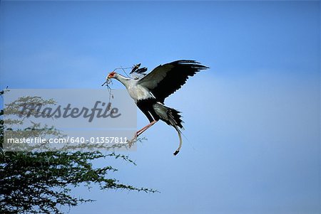 Low angle view of a bird holding a branch and flying towards a tree