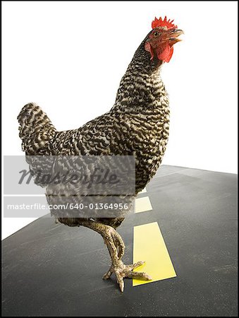 Chicken crossing road