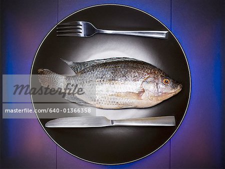 High angle view of a fish on a plate