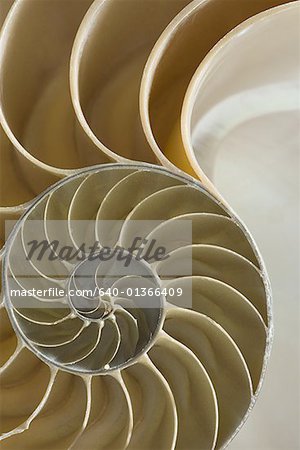 Close Up Of The Cross Section Of A Nautilus Shell Stock Photo Masterfile Premium Royalty Free Code 640