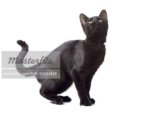 Black kitten