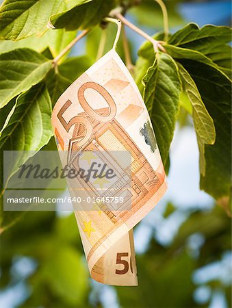 Fifty Euro banknote on tree branch with leaves