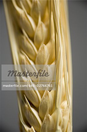 Close-up of a wheat stalk