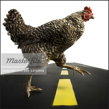 Chicken crossing road