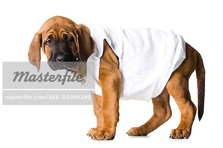 puppy in a white shirt