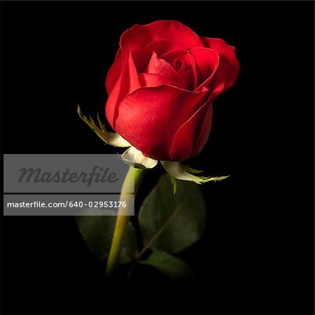 single red rose against a black background - Stock Photo - Masterfile -  Premium Royalty-Free, Code: 640-02953176